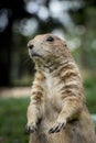 Smile expression of a young Black-tailed prairie dog rodent standing on its hind legs and looking out over its territory. Closeup Royalty Free Stock Photo