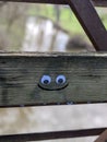 Smile eyes Wood bridge Water