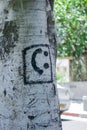 Smile face drawn on a birch tree in the park. Love nature concept. Ecological movement Royalty Free Stock Photo
