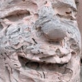 The face of a cheerful stone man. The smile on the face of the sculpture. Texture of pink shell rock