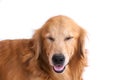 Smile golden retriever dog isolated Royalty Free Stock Photo