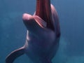 Smile happy happydolphin dolphin dolphinsmile