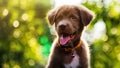 Smile happy Labrador Retriever puppy