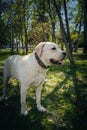 Smile and happy purebred labrador retriever dog outdoors in grass park on sunny summer day Royalty Free Stock Photo