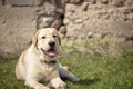smile and happy purebred labrador retriever dog outdoors in grass park on sunny summer day Royalty Free Stock Photo