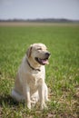 Smile and happy purebred labrador retriever dog outdoors in grass park on sunny summer day Royalty Free Stock Photo