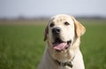 Smile and happy purebred labrador retriever dog outdoors in grass park on sunny summer day Royalty Free Stock Photo