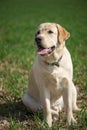 Smile and happy purebred labrador retriever dog outdoors in grass park on sunny summer day Royalty Free Stock Photo