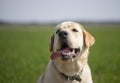 Smile and happy purebred labrador retriever dog outdoors in grass park on sunny summer day Royalty Free Stock Photo