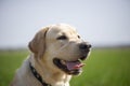 Smile and happy purebred labrador retriever dog outdoors in grass park on sunny summer day Royalty Free Stock Photo