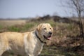 Smile and happy purebred labrador retriever dog outdoors in grass park on sunny summer day Royalty Free Stock Photo