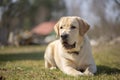 smile and happy purebred labrador retriever dog outdoors in grass park on sunny summer day Royalty Free Stock Photo