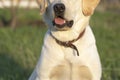 smile and happy purebred labrador retriever dog outdoors in summer day