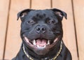 Smile on a happy staffordshire bull terrier dog