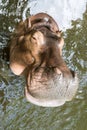 Smile Hippo face close up Royalty Free Stock Photo