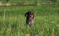 Smile of Rough-coated Bohemian Pointer during running. Clear happy from freedom. Cesky fousek can runs everywhere. That is happy