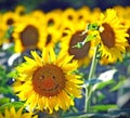 Smile of a sunflower, a field of yellow sunflowers Royalty Free Stock Photo