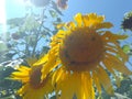 Smiles happy face sunflower Royalty Free Stock Photo