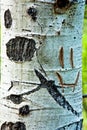 Smiley Face on Aspen Tree Royalty Free Stock Photo