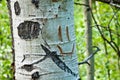 Smiley Face Carved into Aspen Tree Trunk Royalty Free Stock Photo