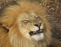 Smiley Face Lion