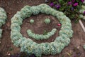 A smiley face made out of succulents planted in a garden in California