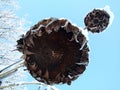 Smiley face natural formed on frozen sunflower dried and snow-covered in wonderful cold winter morning under cloudless sky Royalty Free Stock Photo