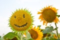 Smiley face of a sunflower, cheerful smile, Royalty Free Stock Photo