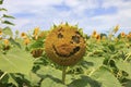 Smiley face of a sunflower, cheerful smile, . Royalty Free Stock Photo