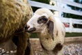 Smiley Lamb Royalty Free Stock Photo