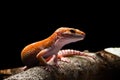 Smiley leopard Gecko Macro Photo-2 Royalty Free Stock Photo