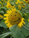 Smiley Sunflower