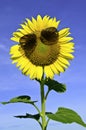 Smiley Sunflower wearing sunglasses