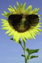 Smiley Sunflower wearing sunglasses under blue sky