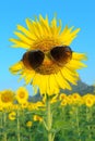Smiley Sunflower wearing sunglasses
