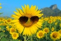 Smiley Sunflower wearing sunglasses