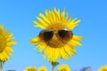 Smiley Sunflower wearing sunglasses