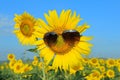 Smiley Sunflower wearing sunglasses