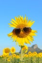 Smiley Sunflower wearing sunglasses