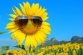 Smiley Sunflower wearing sunglasses