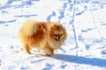 Smiling Pomeranian spitz puppy having fun on a snow winter day Royalty Free Stock Photo