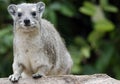 Smiling African hyrax sitting on the stone