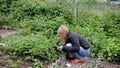 Smiling agriculture woman worker. girl digs seedlings, collects crops, greens vegetables in the garden