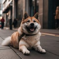 Smiling akita dog lying on urban sidewalk. Generative by Ai.