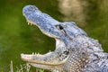 Smiling Alligator, Florida USA