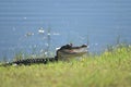 Smiling Gator On Land Royalty Free Stock Photo