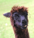 Smiling Alpaca in close up Royalty Free Stock Photo