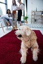 Smiling architects in formal wear working with blueprint while dog lying on carpet Royalty Free Stock Photo