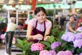 Smiling asian female florist caring blooming hortensia at flower market