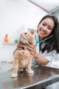 Smiling asian veterinarian examining a cat on the surgical table Royalty Free Stock Photo